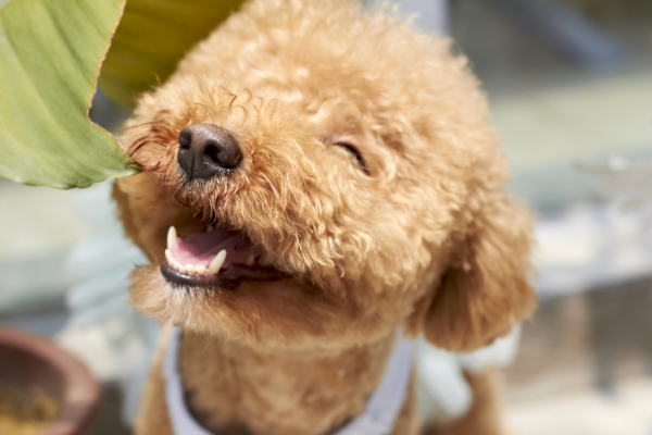 Como o Comportamento do Poodle Influencia na sua Convivência