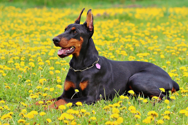 De Guardiões a Companheiros: A Origem dos Cães da Raça Doberman