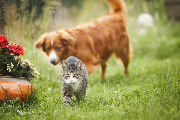 Introduzindo seu Novo Cão ao Gato da Família: Dicas para uma Convivência Harmônica