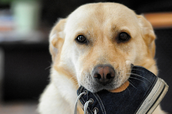 A Viagem Histórica do Labrador Retriever: Da Pesca à Companhia Familiar