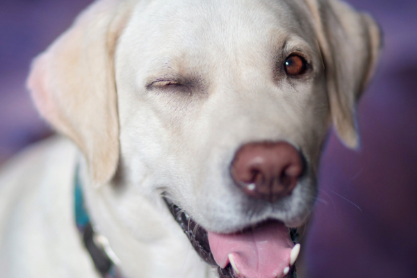 Por que os Labradores são Tão Amigáveis? Um Estudo de Comportamento