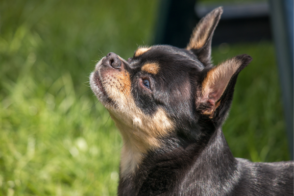 Conhecendo o Temperamento do Chihuahua: Pequeno mas Poderoso