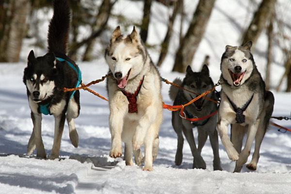 Desvendando a História dos Huskies Siberianos: do Ártico às Casas Modernas