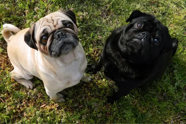  Como o Pug conquistou o mundo: A história e origem deste amável companheiro