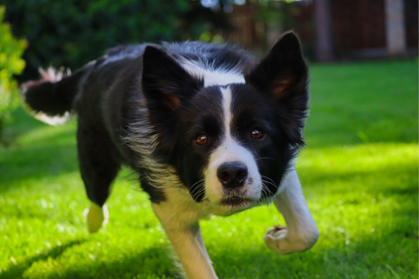 A Inteligência e Comportamento dos Border Collies: O Que Você Precisa Saber e Entender da Raça