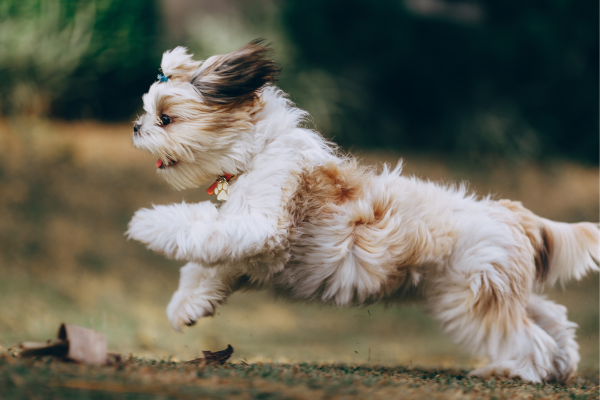 Comportamento do Shih-Tzu: Como Lidar com Suas Excentricidades