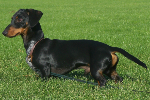 Entendendo a Personalidade e Comportamento dos Dachshunds