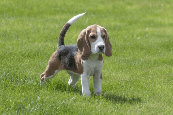 Temperamento do Beagle: O Que Faz Deste Cão um Excelente Companheiro?