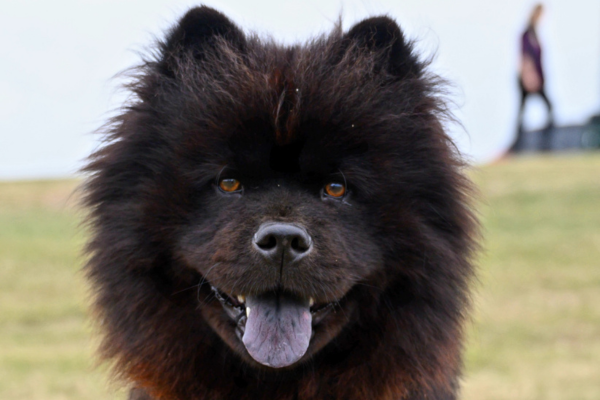 As Raízes Ancestrais do Chow Chow: Investigando a Origem desta Raça Antiga