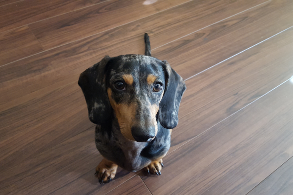 A jornada do Dachshund: como surgiu a raça, conhecida como Cão-Salsicha