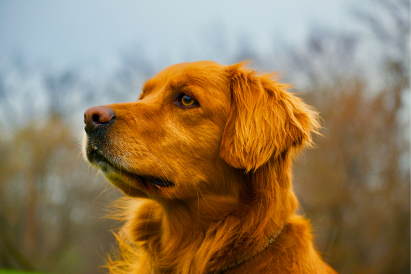 A Origem dos Golden Retrievers: De Caçadores a Cães de Família